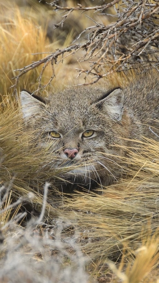 Pampas cat