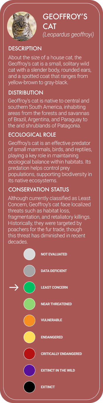 Geoffroy's Cat Mobile