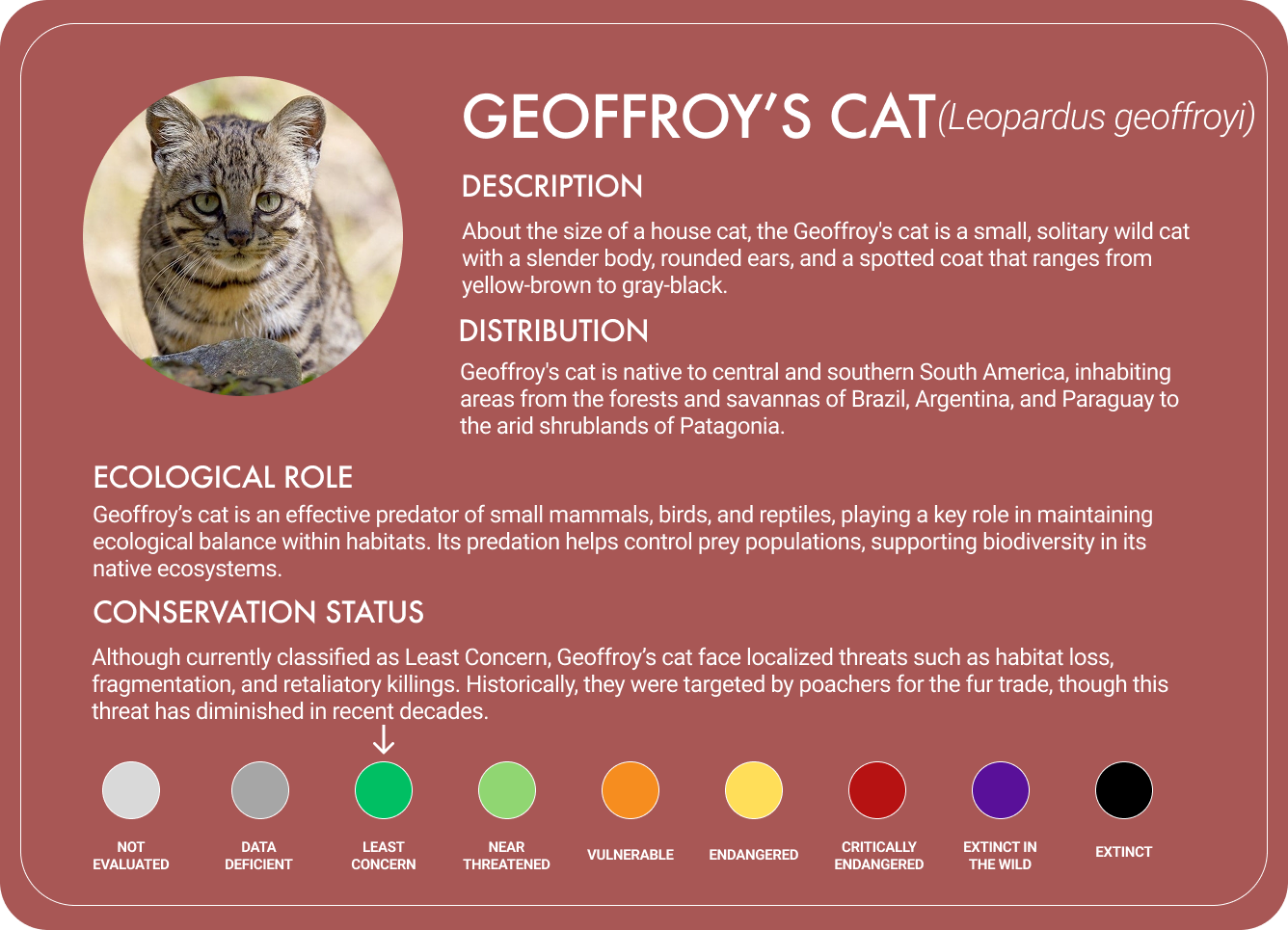 Geoffroy's Cat
