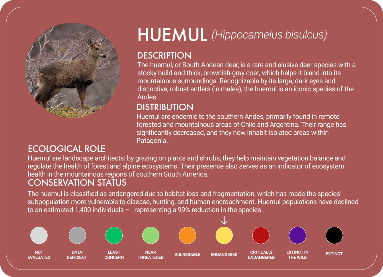 Huemul